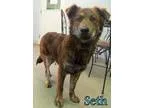 Adopt Seth a Brindle Collie  Mixed dog in Georgetown SC (1551877