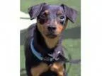Adopt Austin a Miniature Pinscher