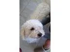Adopt Snoopy a Poodle Havanese