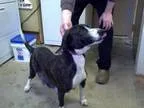 Adopt Sasha a Boxer Hound