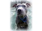 Adopt Blue Belle (Sweet and Shy Lady Good with Kids) a Pit Bull 
