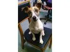 Adopt Mattie a Jack Russell Terrier