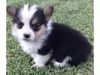 Excellent Pembroke Welsh Corgi Puppies For Sale