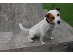 Adopt Rosalie Piggy -- HOSPICE a Black - with Tan Yellow or Fawn