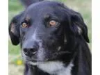 Adopt Teka a Labrador Retriever Shepherd