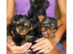 Adopt Dizzy a Tricolor (TanBrown and Black and White) Chow Chow 