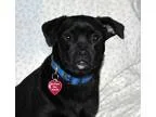 Adopt Kira a White - with Red Golden Orange or Chestnut Jack Rus