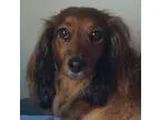 Adopt Sasha a RedGoldenOrangeCh estnut Dachshund  Mixed dog in O