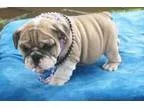 Adorable English bulldogs puppies with Shorts