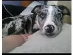 Adopt Quinn a Merle Catahoula Leopard Dog  Mixed dog in Lakevill