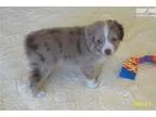 SALE PENDING &quotSawyer&quot Sharp Red Merle Male