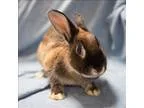 Adopt Beatrice a American