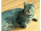 Adopt Waldo a Brown Tabby Domestic Shorthair (short coat) cat in