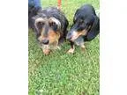 Adopt Charlie a Black - with Gray or Silver Dachshund  Mixed dog