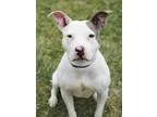 Looking for Best Animal Clinic in burlington-Bay View park
