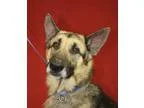 Adopt Chief a BrownChocolate - with Black German Shepherd Dog  M