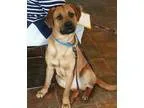 Adopt Gibson a TanYellowFawn Labrador Retriever  Boxer  Mixed do