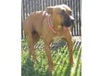 Adopt Tilly - Adopted a Great Dane Labrador Retriever