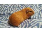 Adopt Luna a Guinea Pig