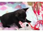 Adopt Blossom a Miniature Pinscher Terrier