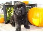 Baby-Bugga-Boo Newfoundland Puppies For Sale .