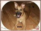 Adopt Stella a Boxer Shar Pei