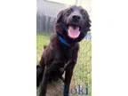 Adopt Loki a Black Border Collie  Mixed dog in Georgetown SC (15