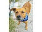 Adopt Nellie a RedGoldenOrangeCh estnut - with White Pug  Beagle