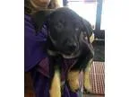 Adopt Stud-Adopted a Black - with Tan Yellow or Fawn Rottweiler 