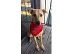 Adopt Zoey a German Shepherd Dog Labrador Retriever