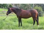 Extremely Talented AkhalTeke x Caspian Pony Mare