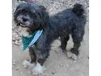 Adopt Jessie a GraySilverSalt and Pepper - with White Shih Tzu  