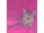 Adopt Princess a Dilute Tortoiseshell