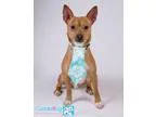 Adopt Dobby a BrownChocolate Miniature Pinscher  Mixed dog in Ir