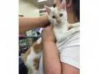 Adopt Tristan - MANX KITTEN a Manx Turkish Van
