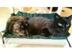 Adopt Edgar a Black (Mostly) Domestic Mediumhair (medium coat) c