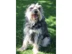 Adopt Louis a Schnauzer