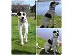 Adopt Perdita a Great Pyrenees Labrador Retriever