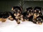Yorkshire terrier puppies Presents300.