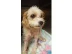 Adopt Sophie a White Poodle (Miniature)  Mixed dog in Austin TX 