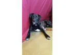Adopt Wrigley a Labrador Retriever Basset Hound