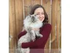 Cat dog and small animal pet sitting in SE Calgary