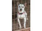 Adopt Baby-Boy Havard RM a White Jack Russell Terrier  Mixed dog