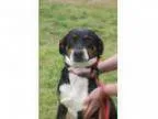 Adopt Julie - ADOPTION PENDING a Shepherd Hound