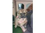 Adopt Aquarius a BrownChocolate - with Black Japanese Chin  Mixe