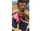 Adopt Pippa - Loves kids and dogs a Plott Hound