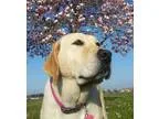 Adopt Angel a Bunny Rabbit Bunny Rabbit