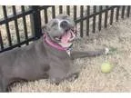 Adopt Ana a American Pit Bull Terrier  Mixed dog in Wichita KS (