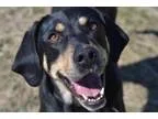 Adopt Jake a Labrador Retriever Hound