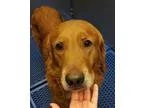 Adopt Marley a Golden Retriever